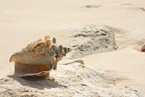 Tropical Ocean Views Stampe: Sea Shells on the beach