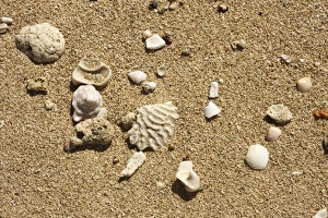 Caribbean Coastal Scene Stampe: Seashell on the shore