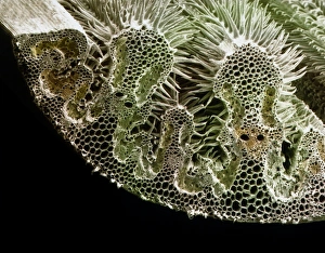 Stampe di La foglia di Marram grass è una fotografia a raggi X con scanneamento elettronico (SEM) della sezione trasversale attraverso una foglia di marram grass, Ammophila arenaria Immagini datate 1999: Sezione attraverso foglia di fieno marino