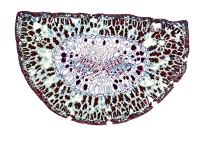 Stampe di Sezione attraverso una foglia di pino. Micrografia a luce debole (LM) di sezione attraversa la foglia del pino, Pinus sp Immagini datate 19 dicembre 2007: Sezione attraverso una foglia di pino, LM