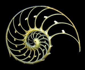 Nautilus Shell Stampe: Sectioned shell of a nautilus