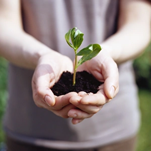 Seedling Growth Stampe: Seedling