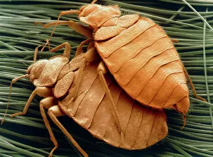 Stampe di Le bruciole si accoppiano con una microfotografia elettronica di scansione colorata (SEM) di un coppia di bruciolini che si accoppiano Immagini datate 2005: Sembrano di cuscini a bugiardi