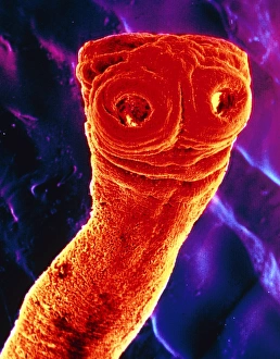 Stampe di La microscopia di colore false dell'elettrone della testa (scolex) e del collo del verme bovino, Taenia saginata, un parassita dell'intestino umano. T Immagini datate 1° aprile 2003: Tapeworm del manzo SEM