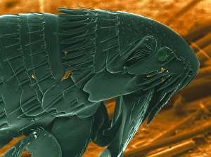 Stampe di La felina coniuga della cefalopide (Ctenocephalides felis) vista dalla parte laterale in una micrografia elettroscopica colorata del SEM Immagini datate 2002 luglio: Sembra di una farfalla del gatto