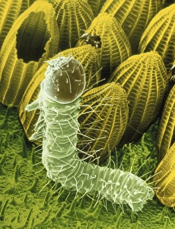 Stampe di Quarta di cinque micrografhi in colore falso della scansione elettronegrafo dei vermi da uovo del grande farfalla bianca Pieris brassicae; il micrografo mostra un nuovo emerso larva fra gli uova Immagini datate 2004 aprile: L'eclosione delle uova di farfalle a semine