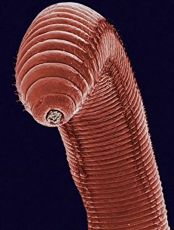 Stampe di La verme comune. Immagine di risonanza elettronegativa colorata (SEM) della parte posteriore di una verme comune (Lumbricus terrestris) Immagini datate 2002 settembre: Terra di verme
