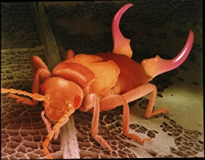 Stampe di L'asciafoglia. Rappresentazione in microscopio elettronegativo colorato (SEM) di un asciafoglia (Forficula auricularia) Immagini datate 1998 aprile: Sembrano un insetto di una farfalla del genere Phengodidae