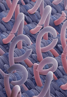 Stampe di Micrografo elettronegativo colorato di un chiuso con bulloni. È un materiale due foglie utilizzato come frenante reversibile sui vestiti ed i tessuti Immagini datate 2002 marzo: Testa di un serraglio veloce