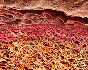 Corpo Umano Stampe: Sezione del SEM attraverso la pelle umana
