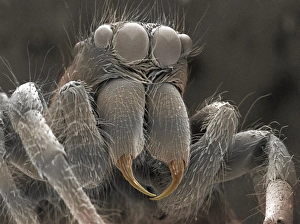 Stampe di Capo aragnotta salticida Coloured scanning electron micrograph (SEM) della testa di un zebra jumping spider Salticus scenicus Immagini datate 2000: Spider di ragnatela