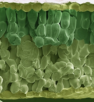 Stampe di La foglia di spinaci Immagini datate 2000: Lamina di spinaci