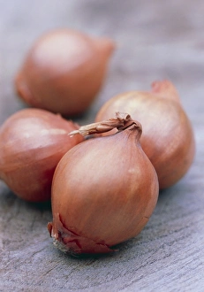 Wooden Surface Still Life Stampe: Shallots