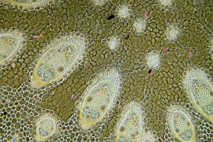 Stampe di Raffica veloce di un germoglio. Microfotografia in luce della sezione attraverso il fusto del rafano acuto (Juncus acutus) pianta Immagini datate 2011 dicembre: Rapido impeto radice, micrografia leggera
