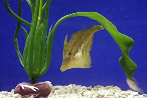 Atlantic Ocean Fauna Stampe: Sharpnose puffer fish
