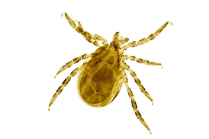 Arachnid Images Stampe: Sheep tick, light micrograph