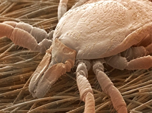 Ixodes Ricinus Stampe: Sheep tick, SEM