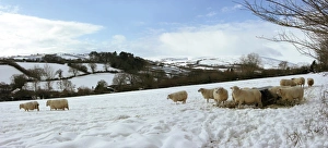 Ovis Aries Images Stampe: Sheep in winter
