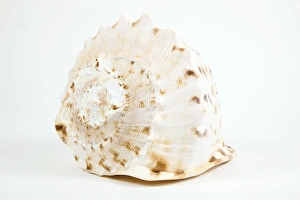 Seashell Photography Stampe: Shell