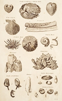Calcium Carbonate Shells Stampe: Shell Forms C017 / 3510