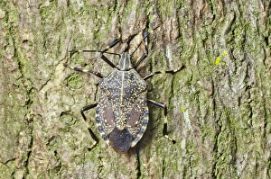 Shield Bug Stampe: Shield bug C014 / 4640