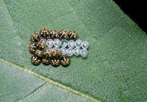 Tropical Rainforest Insects Stampe: Shield bug nymphs