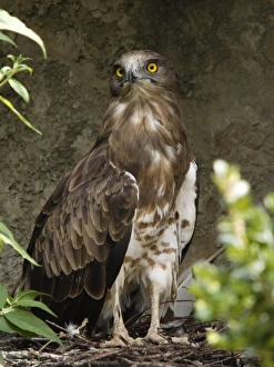 Eagle Species Stampe: Short-toed eagle