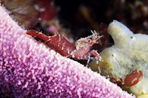 Shrimp Photography Stampe: Shrimp