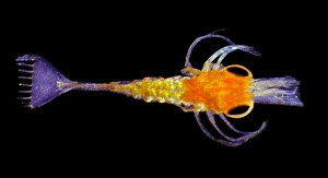 Polarised Light Microscopy Images Stampe: Shrimp larva, light micrograph