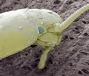 Stampe di Scarafaggi d'argento. Microscopia elettronica a scansione (SEM) di colore del scarafaggio argentato (Lepisma saccharina) su carta igienica Immagini datate 2011 settembre: Pesci d'argento, SEM