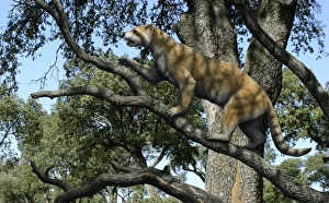 Prehistoric Mammal Stampe: Simocyon in a tree, artwork