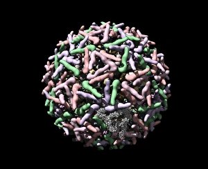 Stampe di Il sindbis è un virus modellato su una macchina di calcolo utilizzando il software UCSF Chimera per la modellazione molecolare e dati provenienti dalla microscopia cristallina a raffreddamento Immagini del 3 marzo 2008: Virus di Sindbis, modella informatica
