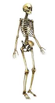 Stampa con cornice : Skeleton. Ossoecco di computer, artefatto artistico rappresentativo di Stampa con cornice : Skeleton. Ossoecco di computer, artefatto artistico rappresentativo di