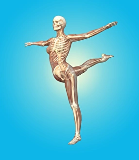 Female Skeleton Anatomy Stampe: Skeleton dancing