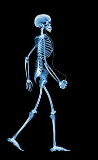 Skeletal System Anatomy Stampe: Skeleton drinking, X-ray