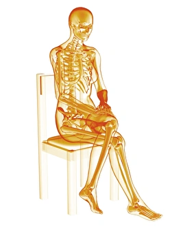 Human Anatomy Diagram Stampe: Skeleton sitting