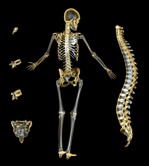 Human Skeleton Stampe: Skeleton and spine, computer artwork