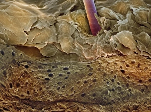 Human Skin SEM Stampe: Skin section, SEM
