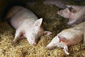 Domestic Pigs Stampe: Sleeping pigs