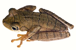 Rainforest Amphibians Stampe: Slender-legged treefrog