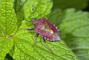 Sloe Bug Stampe: Sloe bug on a leaf
