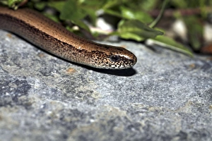 British Reptiles Stampe: Slow worm