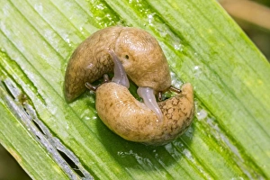 Stampe di Le lumache si accoppiano. Le lumache con campo grigio o rete (Deroceras reticulatum) si accoppiano su una foglia Immagini datate 2012 novembre: Lacci di conchiglie che si accoppiano