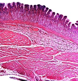 Stampe di Sezione del piccolo intestine, micrografo luminoso di una sezione verticale attraverso l'illeum, parte del piccolo intestine Immagini datate 2010 novembre: Sezione intestino piccolo, fotografia a lente di ingrandimento leggera