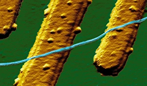 Stampe di Il filo elettrico più piccolo del mondo. Immagine con forfora atomica (AFM) in colore atomicato di un tubo a carbonio (blu) su elettrodi d'oro (giallo) Immagini datate 1997 aprile: Cavo elettrico più piccolo