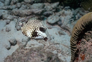 Stampe di Il tronco di pesce latticino (Lactophrys triqueter). Questo pesciolotto abita le barriere coralline e le regioni costiere nell'Ocean Atlantico occidentale, fino al Canada e alla Brasile Immagini datate 2006 febbraio: Pesci-tronco liscio