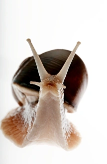 Snail Shell Morphology Stampe: Snail