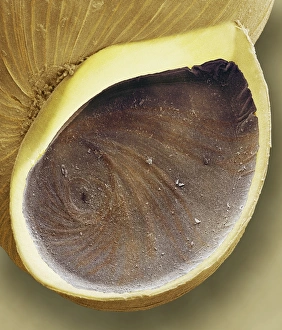 Stampe di La spugna di lago apre la sua conchiglia. Micrografia elettronica scansione colorata (SEM) della chiusa opercola (apertura) della spugna a spirale di laver snail (Hydrobia ulvae) Immagini datate 2003 giugno: Apertura della caroggia, SEM