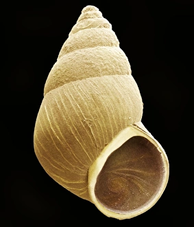 Stampe di La carognafolella colorata microscopia elettronica di scansione (SEM) della spire del laver-snail (Hydrobia ulvae) Immagini datate 2003 giugno: Lombrico, SEM
