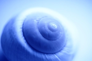 Invertebrate Biology Stampe: Snail shell